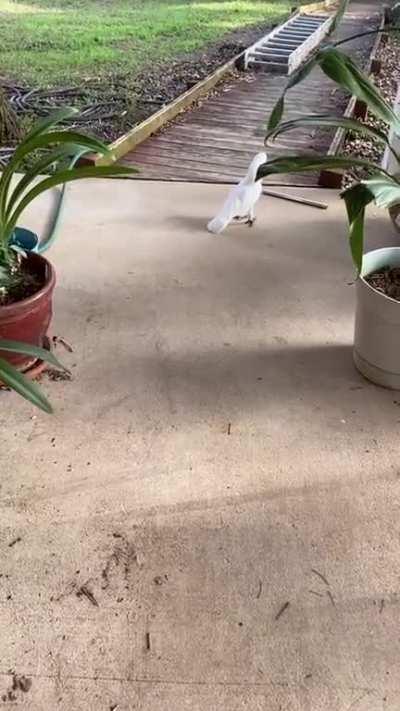 He found a wind chime to play with