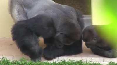 Two gorillas calmly observing a caterpillar