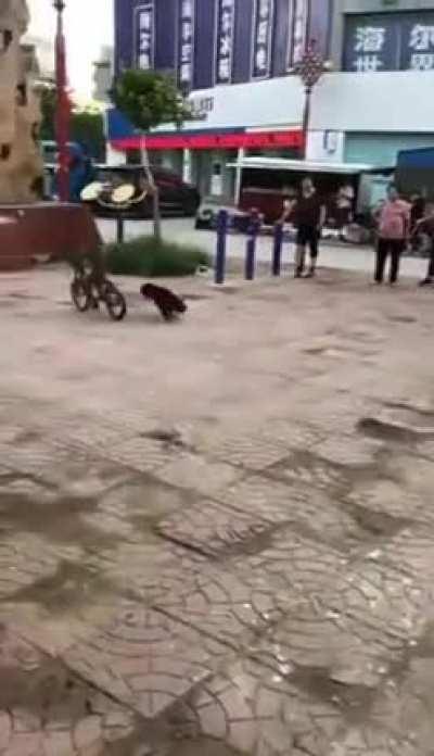 Monkey riding a bicycle And that dog is trying to commit insurance fraud?