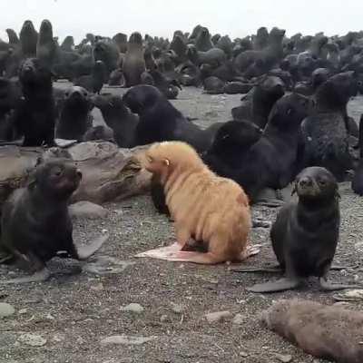 Rare Ginger Seal: The chances of an albino seal birth are one in 100,000.