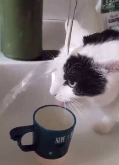 Thirsty cat