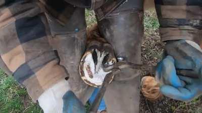 Horse Hoof Restoration