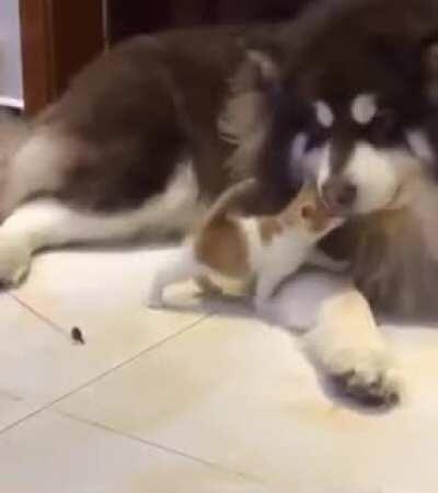 Tender dog gentle play with kitten