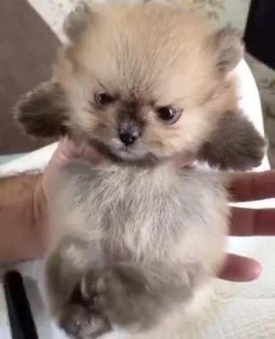 Angry fluff ball