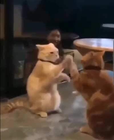 If cat fights were synchronised