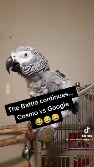 Cosmo trolling Google