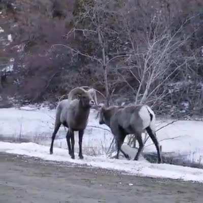 🔥 Two Big Horn Sheep, throwing down with all the civility of a gentleman’s duel.