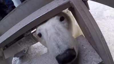 Polar Bear Encounter.