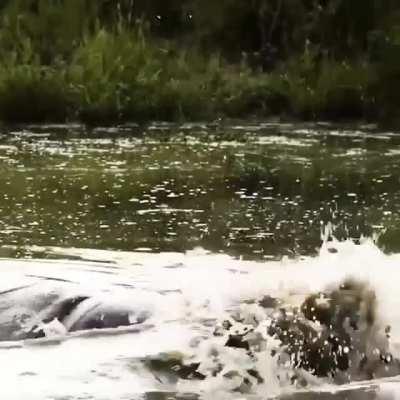 🔥 Hippo bulls yawn and thrash about in the water, drawing attention to their fierce weaponry.