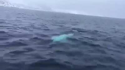 A beluga playing fetch near the North Pole