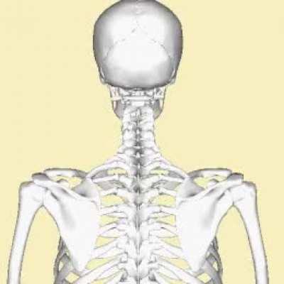 AJA:Voici le seul os relié à aucun autre os: l’os hyoïde