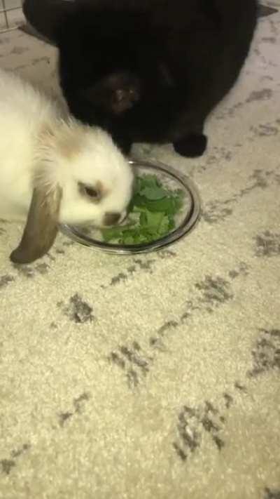 Although this cat doesn’t like leafy greens she pretends to eat them to make her bunny friend feel comfortable