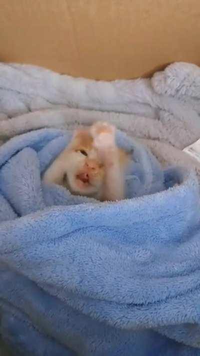 [OC]Cute kitten waking up and yawning