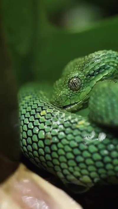 Snakes relaxing and drinking some water.