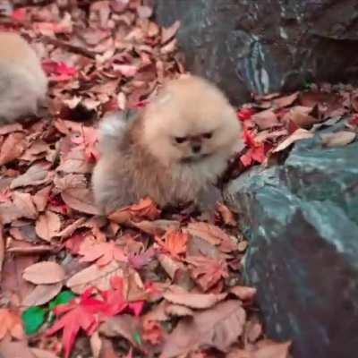 These two puppies in autumn leaves