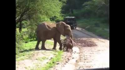 Mama elephant help tiniest baby to cross the road