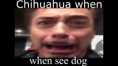 Chihuahua yum😋😋😋🙂😎😳😳🤪