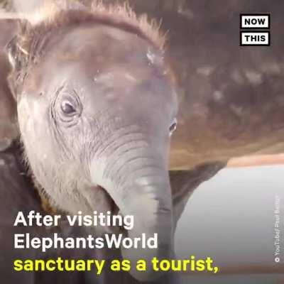 Pianist plays Beethoven for rescued elephants