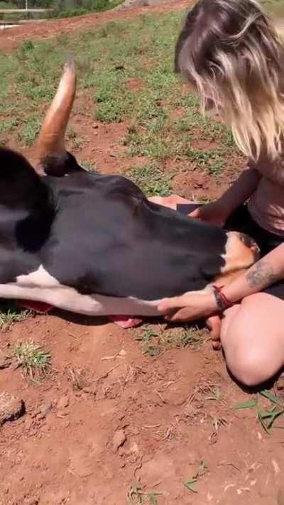 Bigboye laying down to be pet