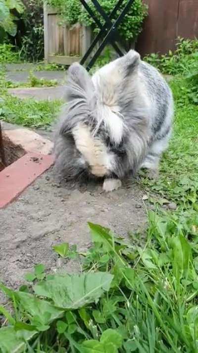 I think my bunny is broken...