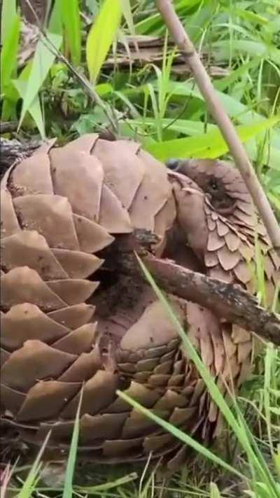 Pangolin In The Wild