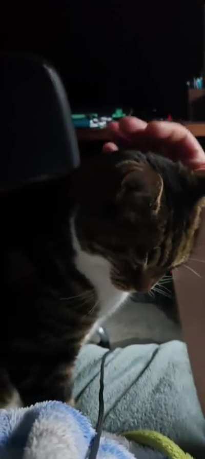 CatsWhoSqueak