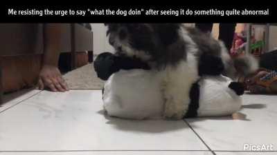 They always ask what the dog doing? but never how the dog doing?😔