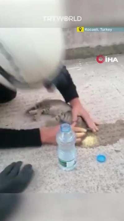 A firefighter in Turkey brought a kitten back to life using CPR. The kitty's heart had stopped when it got stuck between two buildings.