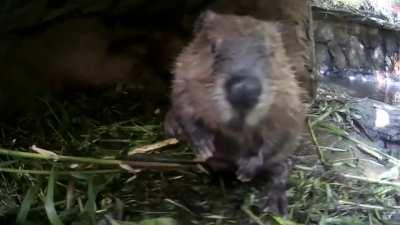 When they are born, Beaver kits are fully furred, have open eyes, and can swim within 24 hours. They usually remain with their parents for 2 years.