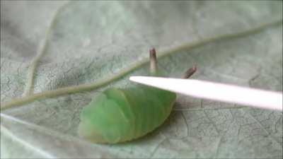 This is the Angled Sunbeam caterpillar, it was a weird reaction to being touched.