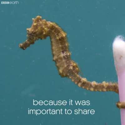 Photographer named Justin Hofman, the man behind the picture of the seahorse