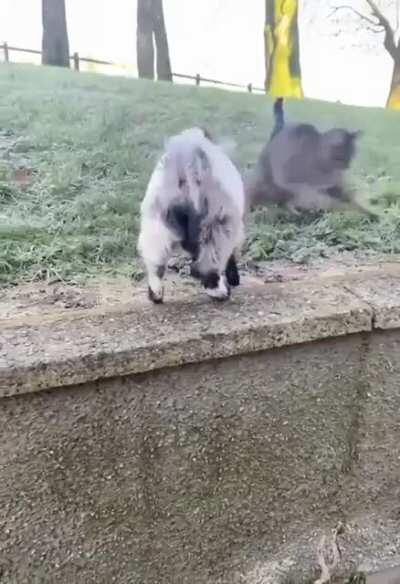 Goat vs cat