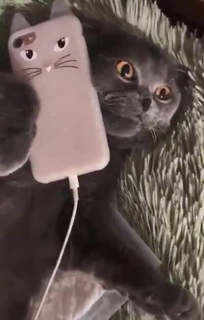 Cat On Phone!