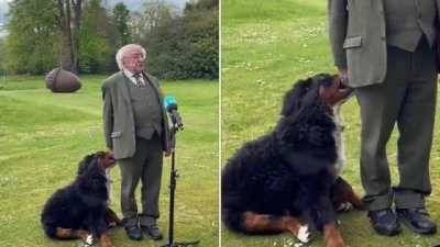 President Higgins’ puppy tries to get his attention during TV interview