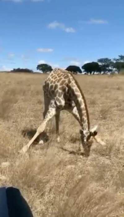 I’ve never wondered how a Giraffe eats grass🤣.