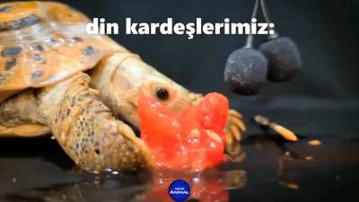 Din kardeşlerimiz