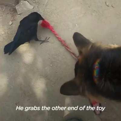 Crow and dog