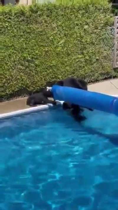 A family of bears escape the heat at a backyard pool during Vancouver’s heat wave