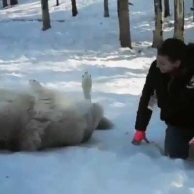 Gorgeous grey wolf becomes a good boy when visited by the people that helped raise their pack