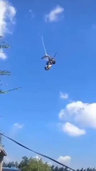 Spider catches a snake in its web!