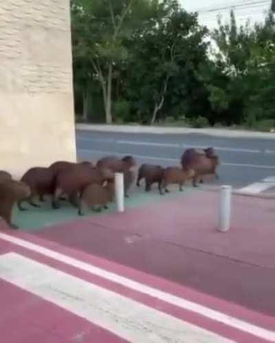 🔥 Capybaras waiting for the traffic, then crossing the road in Brazil