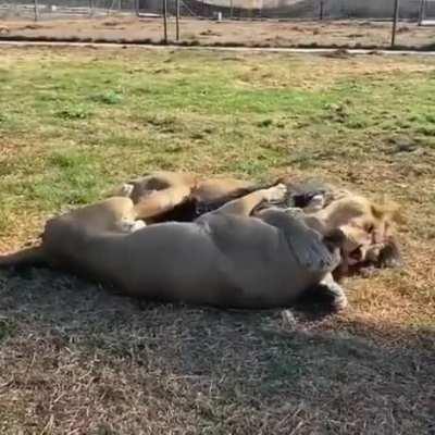 🔥 Two lions true love