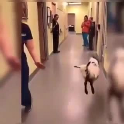 The lamb dances with the veterinarian who healed him in the hospital