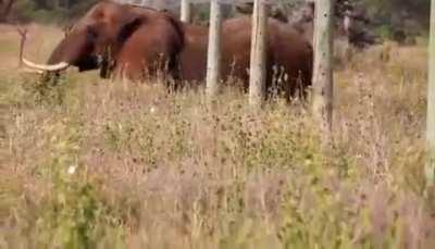 Elephant uses &quot;stealth mode&quot; to foil anti-elephant fence