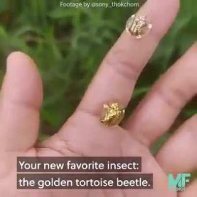 this golden tortoise beetle is just as cool as they sound..