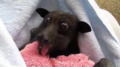 Rescued bat eating a banana