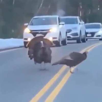 turkey stands in front of car for other turkeys to pass