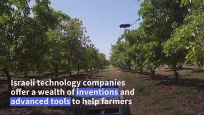 Drones are picking apples in Israel.