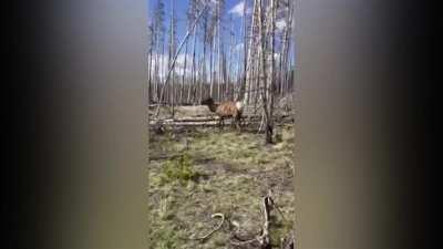 Elk charges white tourist at Yellowstone National Park