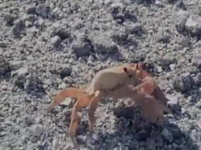 Crab amputates its own claw